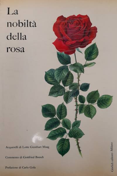 La nobleza de la rosa