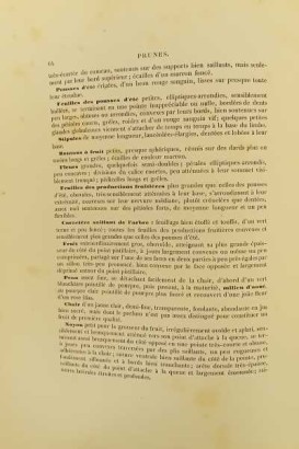 Le Verger oder Geschichte der Kultur und desc.,Le Verger oder Geschichte der Kultur und desc.,Le Verger oder Geschichte der Kultur und desc