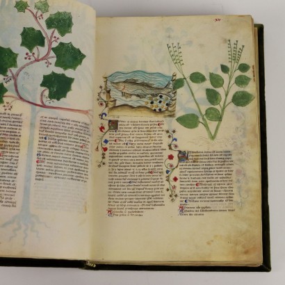 Historia Plantarum Casanatense-Bibliothek