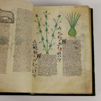 Historia Plantarum Casanatense Library