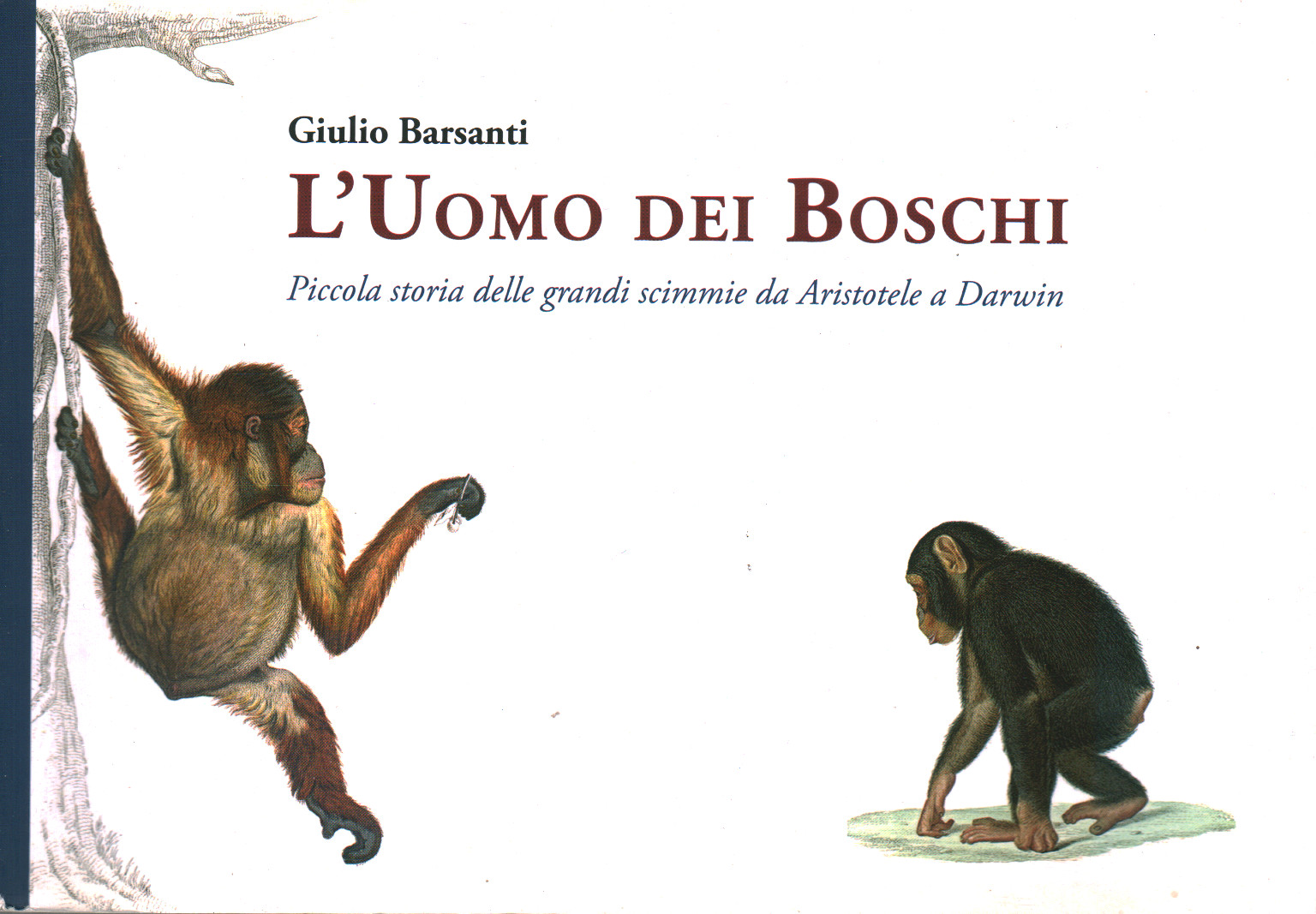 L uomo dei boschi, s.a.