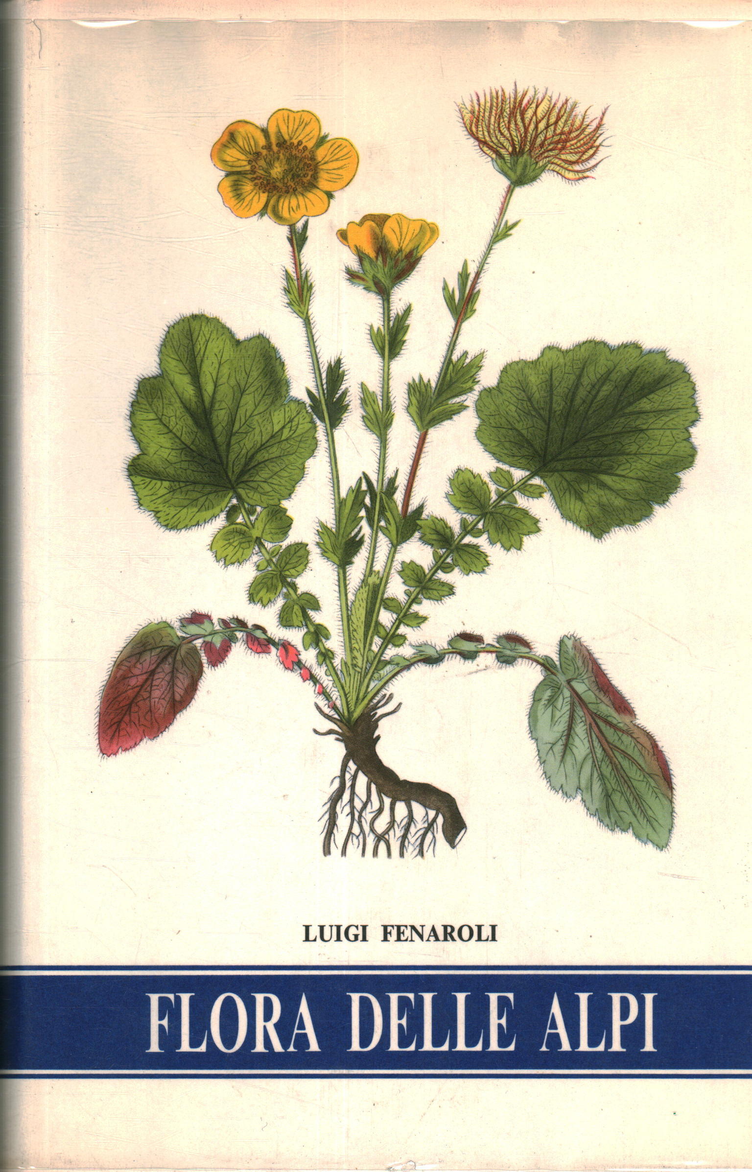 Flora der Alpen, Luigi Fenaroli