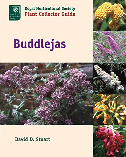 Buddlejas